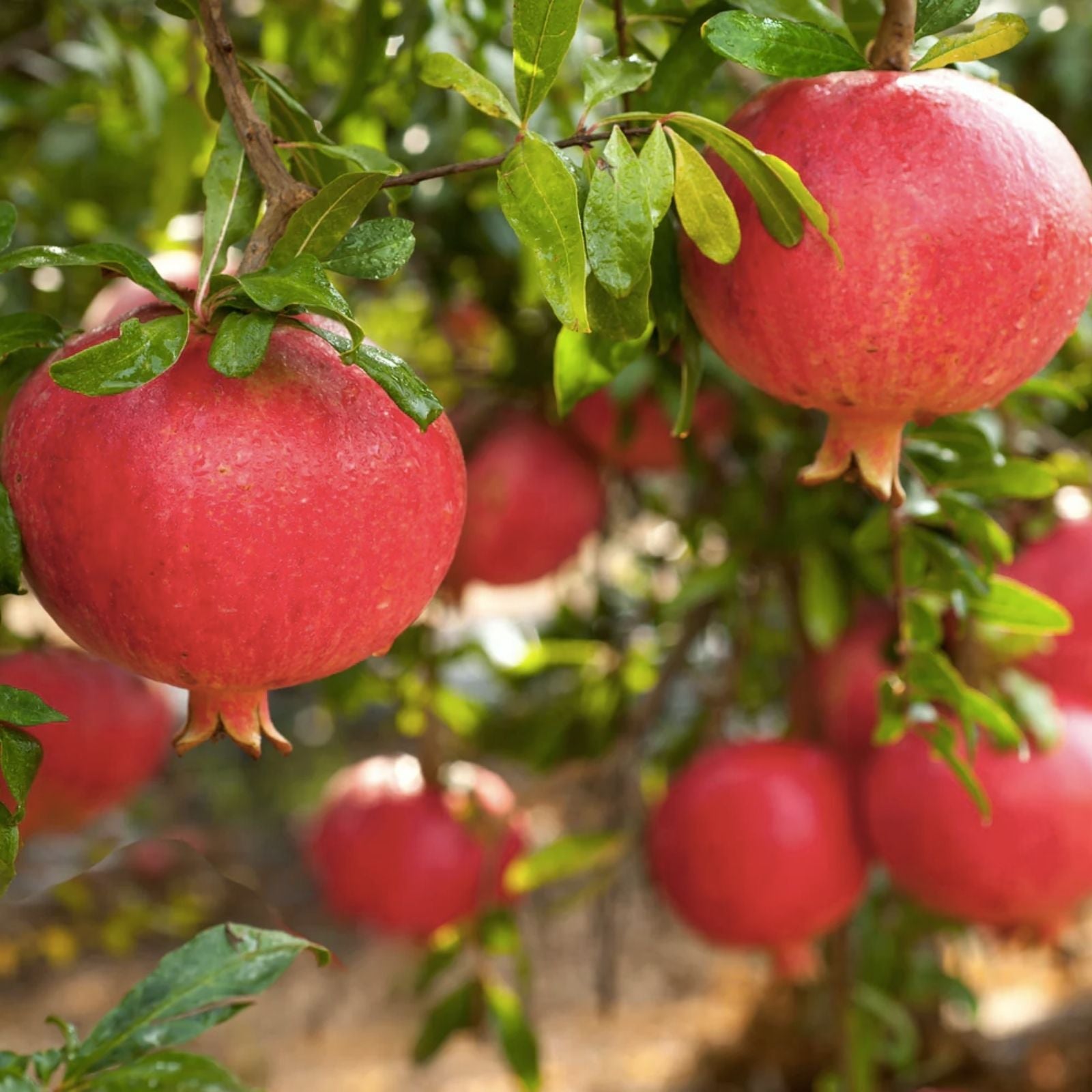 Pomegranate Cuttings 100 Pieces | Fruit Tree Propagation | Punica granatum | Fast Growing, Wonderful Variety, Free US Shipping