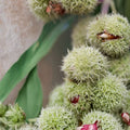 Dwarf Chestnut Cuttings 10-Pack Castanea pumila Wild Chinquapin Native Plant Bare Root Starter Houseplant