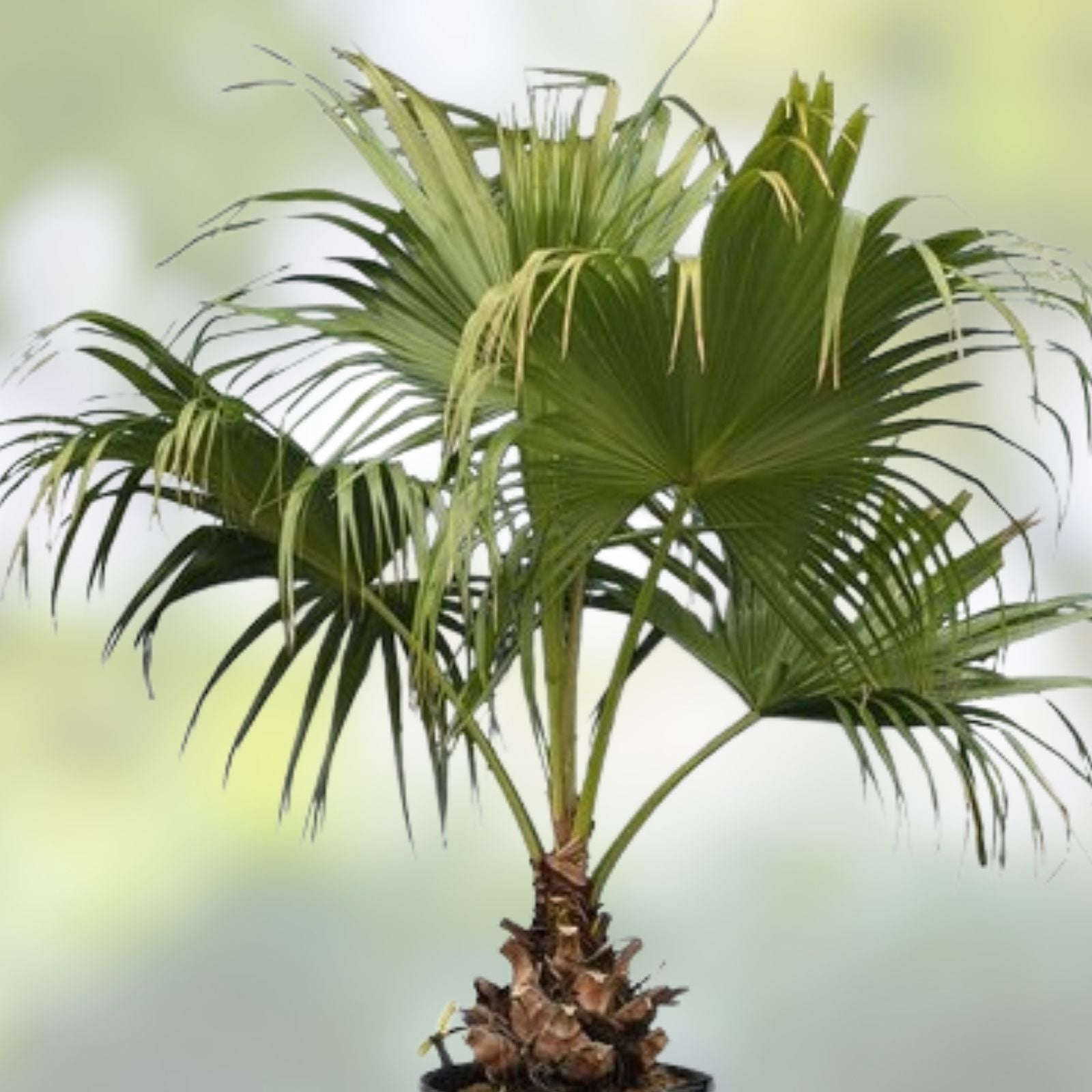 Fan Palm Bonsai Tree Seeds - 10 Pack Livistona spp. Indoor Garden Planting Kit - New Harvest Quality
