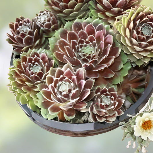 Hen's and Chick's Succulent Seeds 200 Sempervivum spp. Hardy Perennial Ground Cover Plant - Fast Shipping