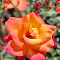 Rio Samba Orange Yellow Rose Bush 1-2 ft Live Plant Rosa hybrida AARS Winner 1993 Flowering Shrub