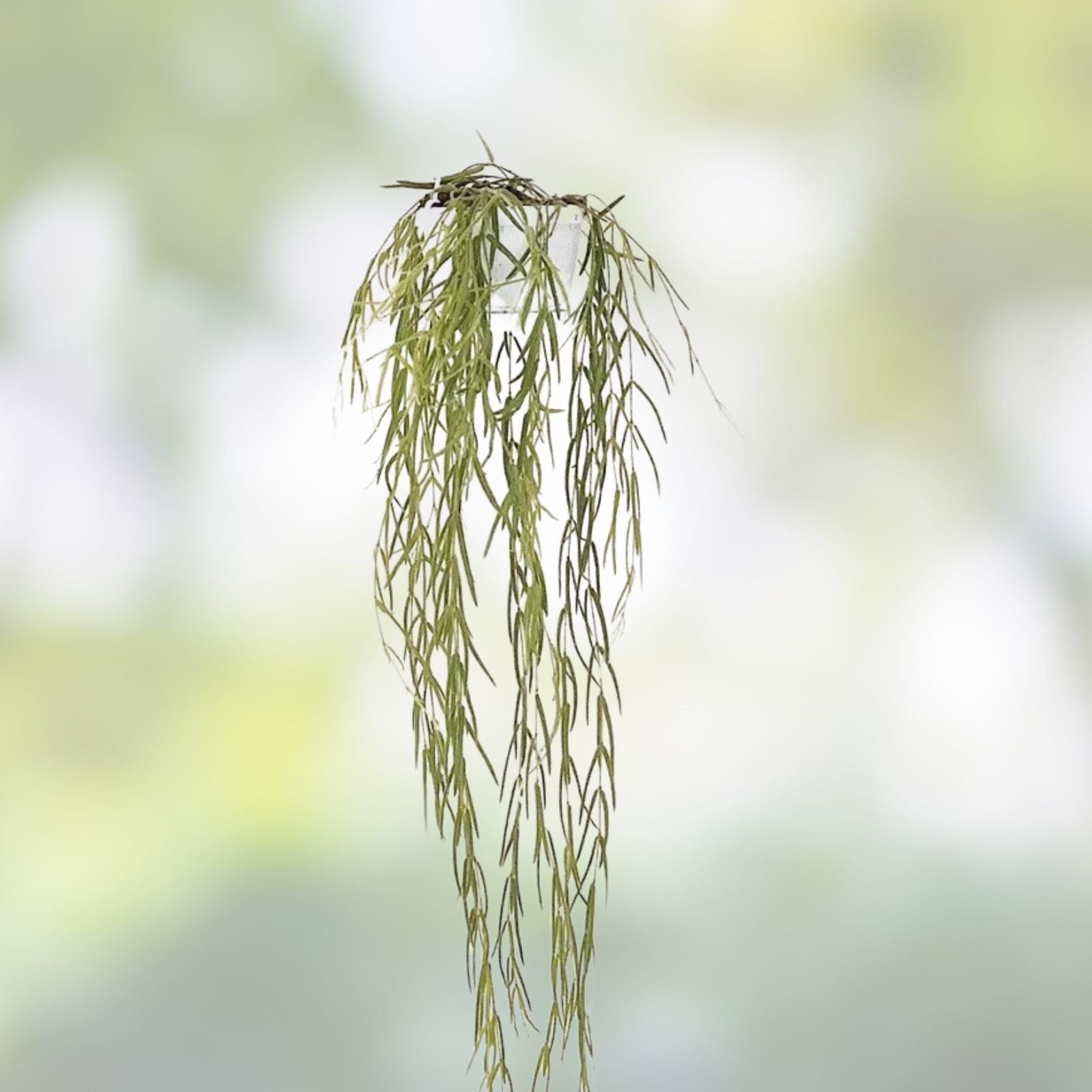 Hoya linearis Cutting 3-inch Rooted Houseplant, Indoor Decor, Rare Live Plant, Houseplant, Succulent, Green Plant