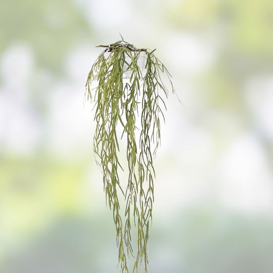 Hoya linearis Cutting 3-inch Rooted Houseplant, Indoor Decor, Rare Live Plant, Houseplant, Succulent, Green Plant