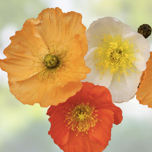 Iceland Poppy Seeds Bright Orange Flower Garden Seeds 100 Pack Papaver nudicaule