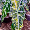 Variegated Alocasia Sanderiana Bull Aurea Corm – Rare Houseplant for Collectors, Fast Growing, Ornamental Indoor Plant