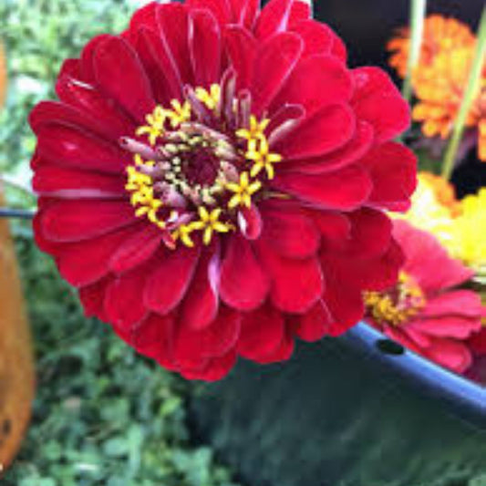Merlot Zinnia Mix Seeds - 100 Organic Flower Seeds - Zinnia elegans - Live Plant, Cutting, Bare Root, Starter Plant, Houseplant