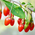 Goji Berry Cuttings 20 Pack Lycium barbarum Live Plants for Fruit Production and Flowering