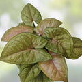 Syngonium ‘Berry Allusion’ Live Plant Cutting, Indoor Houseplant, Easy Care Greenery, Rooted Starter Plant, Houseplant, Live Plant