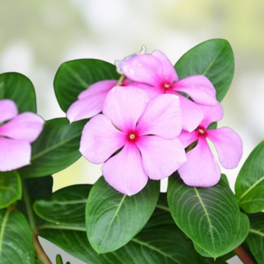 Madagascar Periwinkle Seeds - Mixed Color Flowers - Catharanthus roseus - Garden Planting Seeds - New Harvest Quality