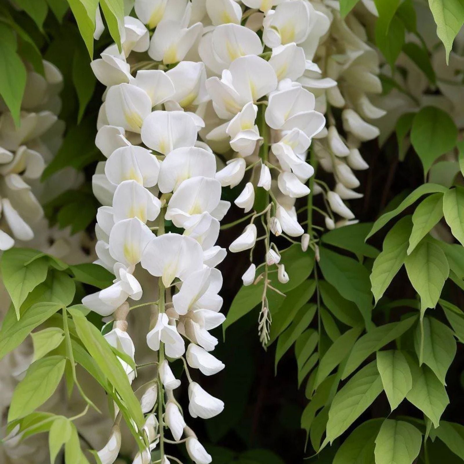 White Wisteria Bonsai Tree Seeds – 5 Pack – Wisteria sinensis Alba – Rare Flowering Plant Seeds for Gardening