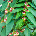 Katuk Live Plant Sauropus androgynus Edible Foliage Starter Plant for Gardens Landscaping
