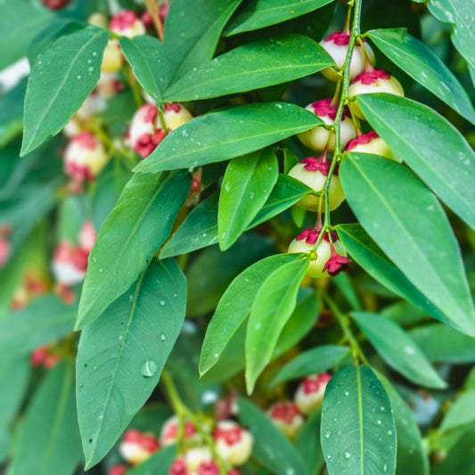 Katuk Live Plant Sauropus androgynus Edible Foliage Starter Plant for Gardens Landscaping