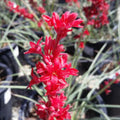 Texas Yucca Seeds 85 Count Brakelight Red Hesperaloe Funifera Drought-Tolerant Garden Plant, Xeriscaping, Live Plant, Cutting, Bare Root