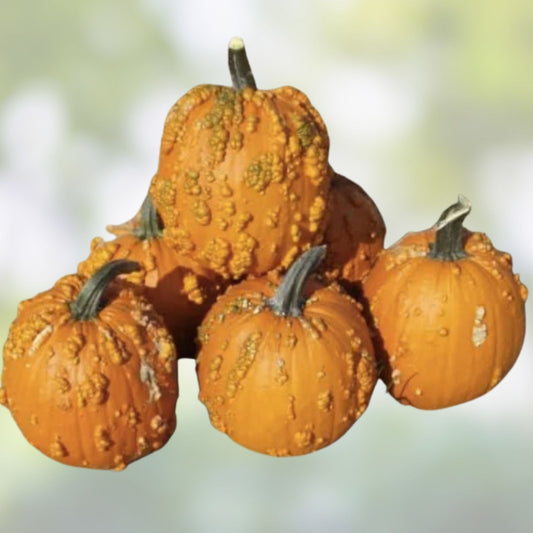 Goosebumps Pumpkin Seeds 10 Pack Orange Warty Pumpkins Cucurbita pepo Bare Root Live Plant Cutting Non-GMO