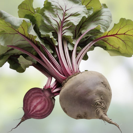 Mammoth Red Mangel Beet Seeds - 50 Large Beta vulgaris Root Vegetables for Planting