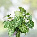 Arrowhead Plant Cuttings 15 Pack | Syngonium podophyllum | Indoor Houseplant | Easy to Grow Starter Plants