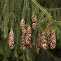 Norway Green Spruce Seeds 50 Pack Picea abies Christmas Tree Live Plant Starter Bare Root Gardening Landscaping