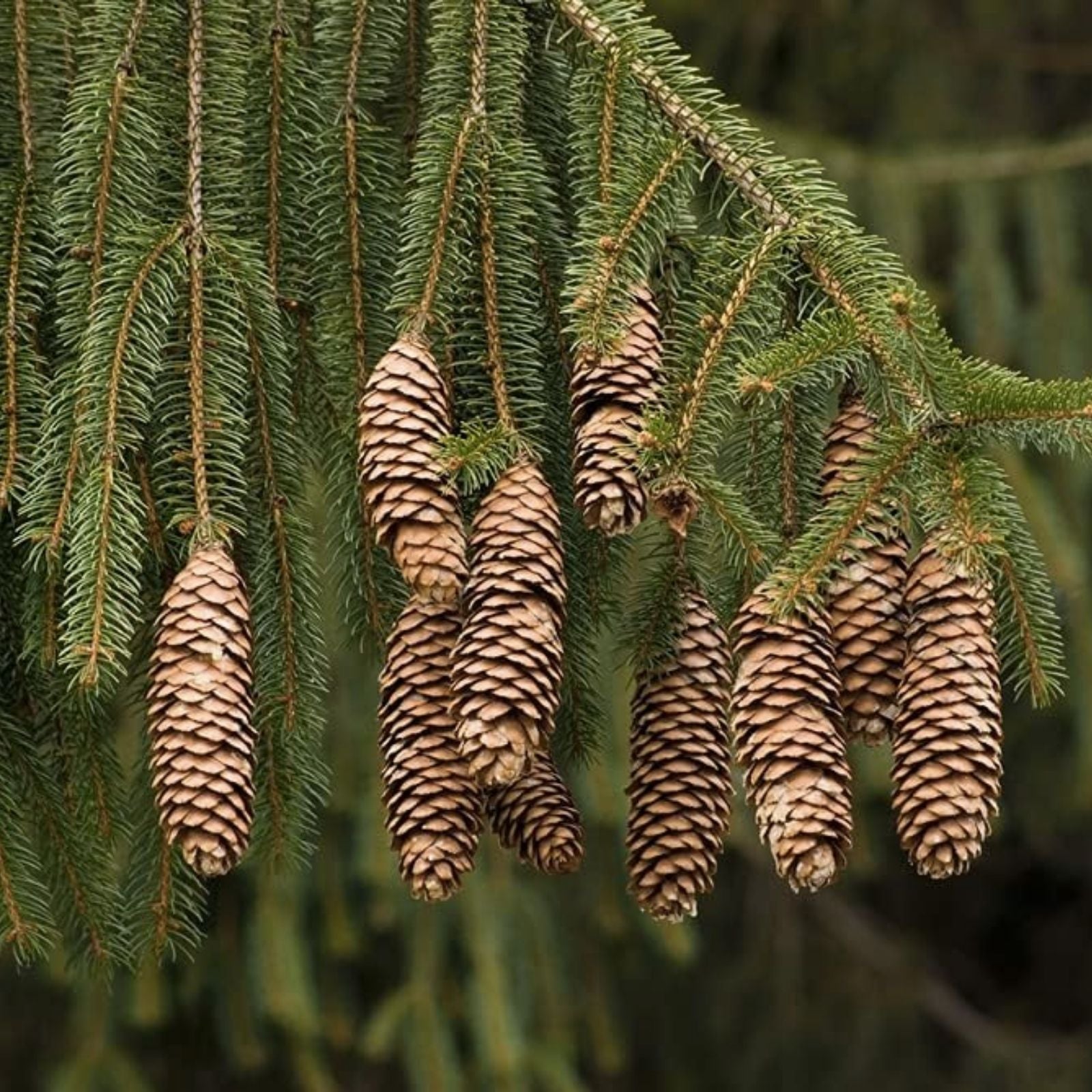 Norway Green Spruce Seeds 50 Pack Picea abies Christmas Tree Live Plant Starter Bare Root Gardening Landscaping