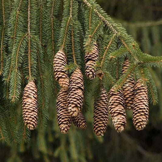 Norway Green Spruce Seeds 50 Pack Picea abies Christmas Tree Live Plant Starter Bare Root Gardening Landscaping
