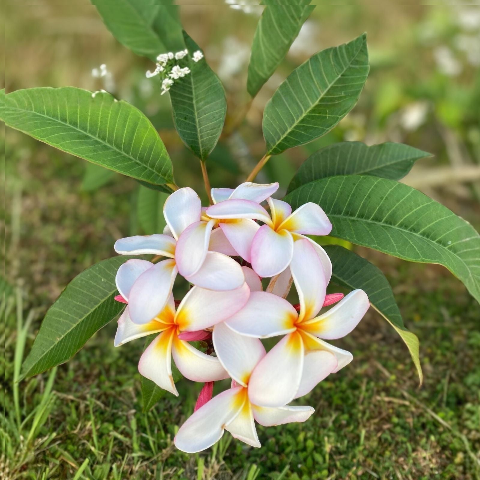 Rooted Plumeria Plant Cutting Nakamoto's Ribbon 14" Frangipani Tropical Flowering Houseplant