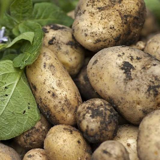 Kennebec Seed Potatoes 1 lb for Planting, High-Yielding Heirloom Variety, Solanum tuberosum, Fresh Stock