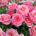 Pink Queen Elizabeth Rose Bush Live Plant – Rosa 'Queen Elizabeth' Grandiflora Garden Flower Pink Bloom Live Plant