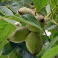 Butternut Tree Seeds for Planting – 5 Pack – Nut Tree Seeds – Juglans cinerea – Fast Growing Exotic Fruit Tree for Gardening