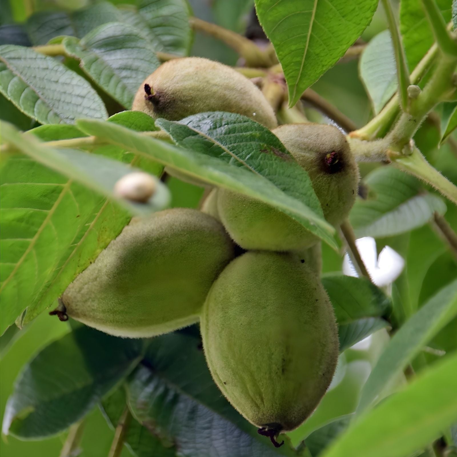 Butternut Tree Seeds for Planting – 5 Pack – Nut Tree Seeds – Juglans cinerea – Fast Growing Exotic Fruit Tree for Gardening