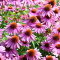 Echinacea Purpurea Seeds Purple Coneflower Seeds Live Plant Flowering Seeds for Garden Landscape 1000 Pack