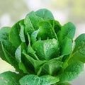 Romaine Lettuce Seeds 50+ Paris Island Heirloom Non-GMO Leafy Greens Vegetable Seeds for Home Garden Lactuca sativa