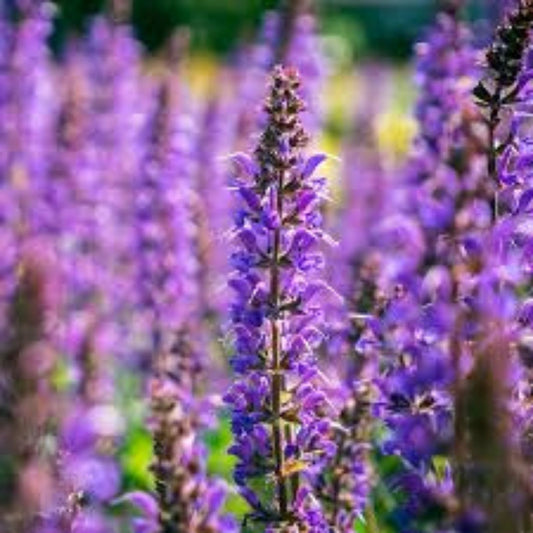 Meadow Sage Live Perennial Plant Salvia 'Blue By You' Bare Root Butterfly Garden Zones 4-9 Purple Blooms
