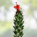 Live Rooted Cactus Plant Cochemiea poselgeri Succulent Indoor Outdoor Desert Plant Starter