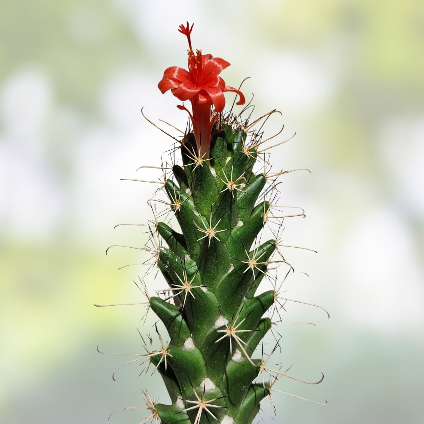Live Rooted Cactus Plant Cochemiea poselgeri Succulent Indoor Outdoor Desert Plant Starter