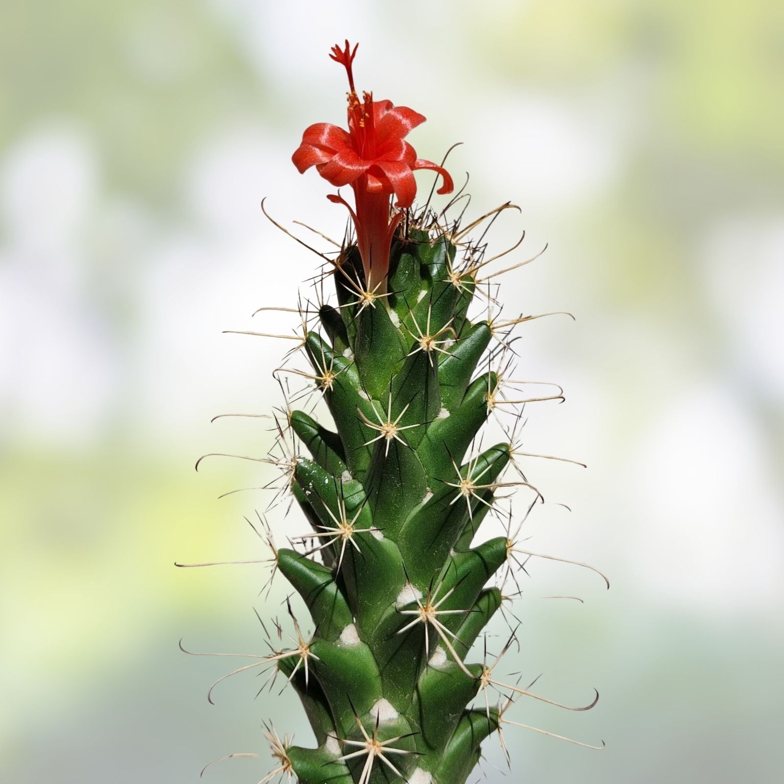 Live Rooted Cactus Plant Cochemiea poselgeri Succulent Indoor Outdoor Desert Plant Starter