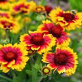 Gaillardia Seeds Arizona Sun Variety Bright Large Cut Flower 100 Count Gaillardia pulchella