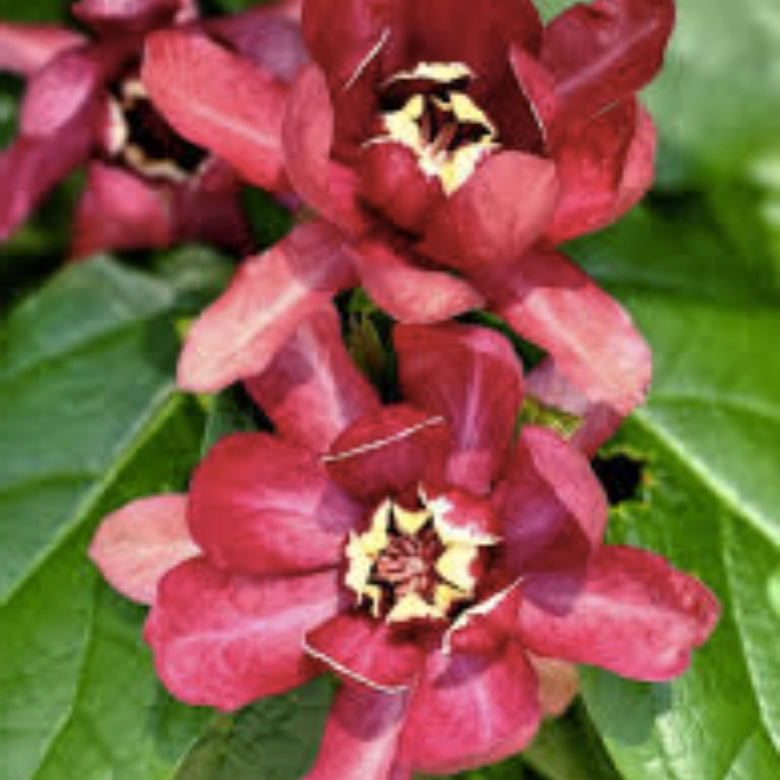 Sweetshrub Seeds 5 Pack, Fragrant Carolina Allspice, Calycanthus floridus, Ornamental Garden Shrubs, Fast Growing Fragrant Plant
