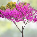 Redbud Tree Bare Root Set of 2 – Cercis canadensis Live Plants with Pink Flowers for Garden Landscaping