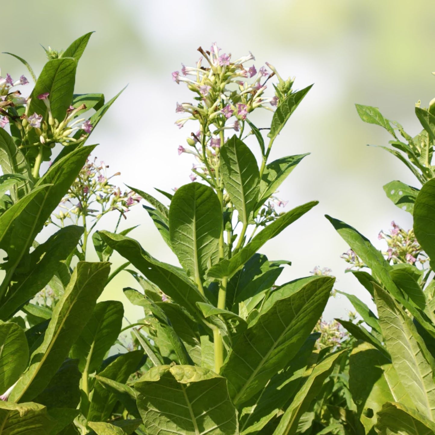 Louisiana Perique Tobacco Seeds 1500 Count Rare Nicotiana Tabacum Live Plant Starter Bare Root Free Shipping