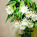 Epiphyllum Orchid Cactus Cutting Yoshiko Shiraiwa Succulent Plant Live Houseplant Starter Bare Root