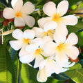Plumeria Cutting Tropical Flowering Plant Frangipani Garden Flowering Plant Frangipani spp. | Fragrant Bloom | Fast Growing