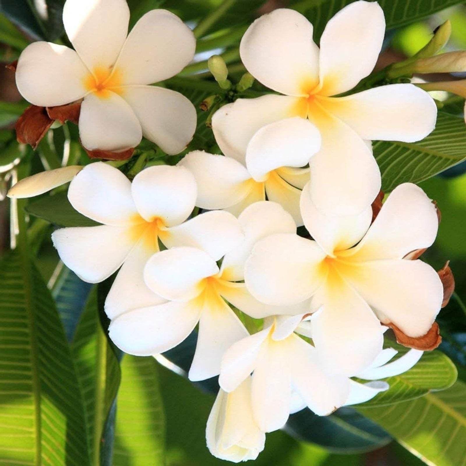 Plumeria Cutting Tropical Flowering Plant Frangipani Garden Flowering Plant Frangipani spp. | Fragrant Bloom | Fast Growing