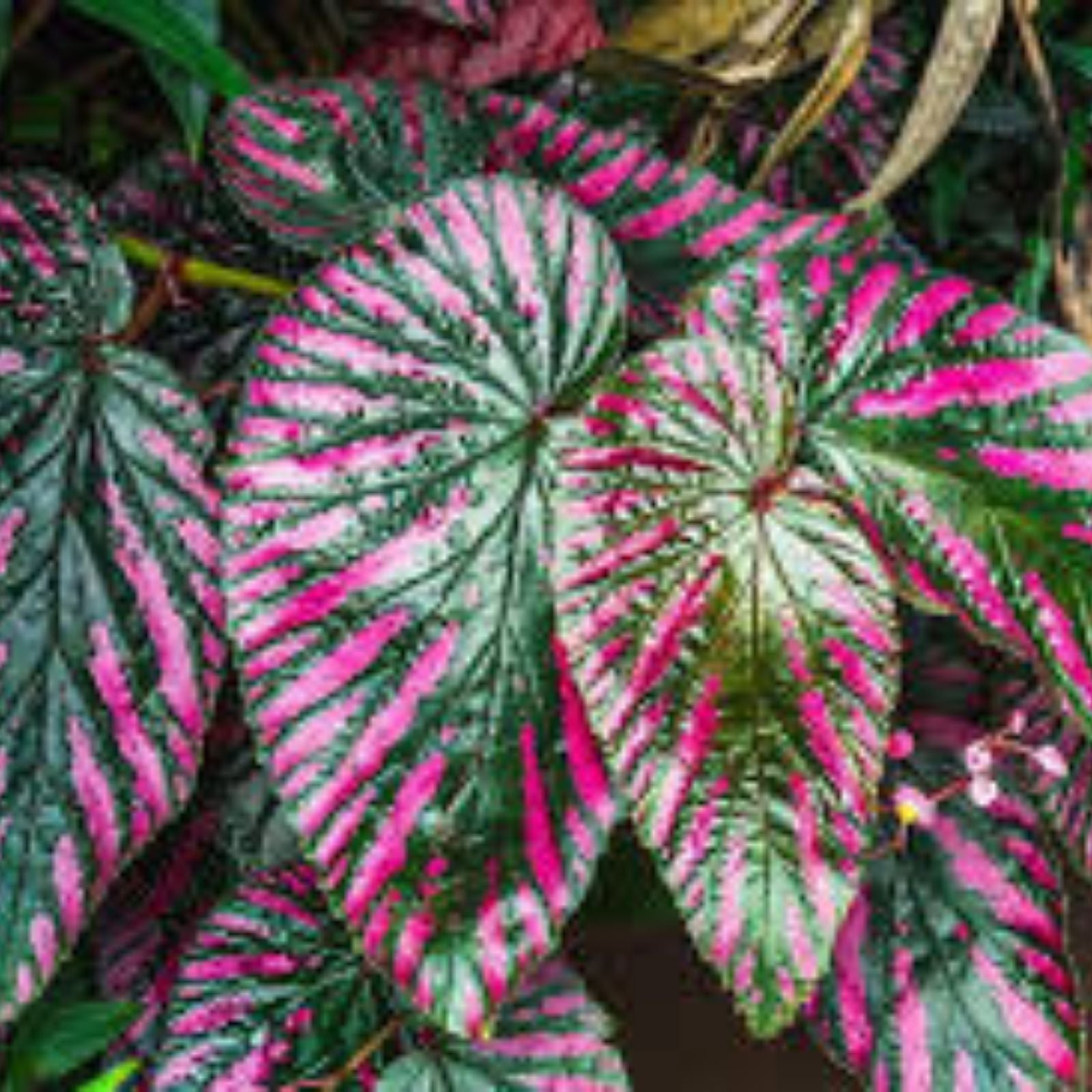 Caladium Bulbs – Crimson Sky Variety – 6 Bulbs – Colorful Foliage, Tropical Garden Decor, Perennial Planting Material