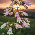 Asiatic Lily Bulbs – 6 Fresh Easy-to-Grow Garden Flower Bulbs, Lilium asiatica, Made in USA