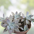 Echeveria Ghost Plant Cuttings Pink Succulent Mother of Pearl Rare Houseplant Propagation Starter Plant