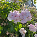 Trailing Ivy Geranium Cuttings 2x6" White Pink Pelargonium Peltatum Live Plant Houseplant Starter