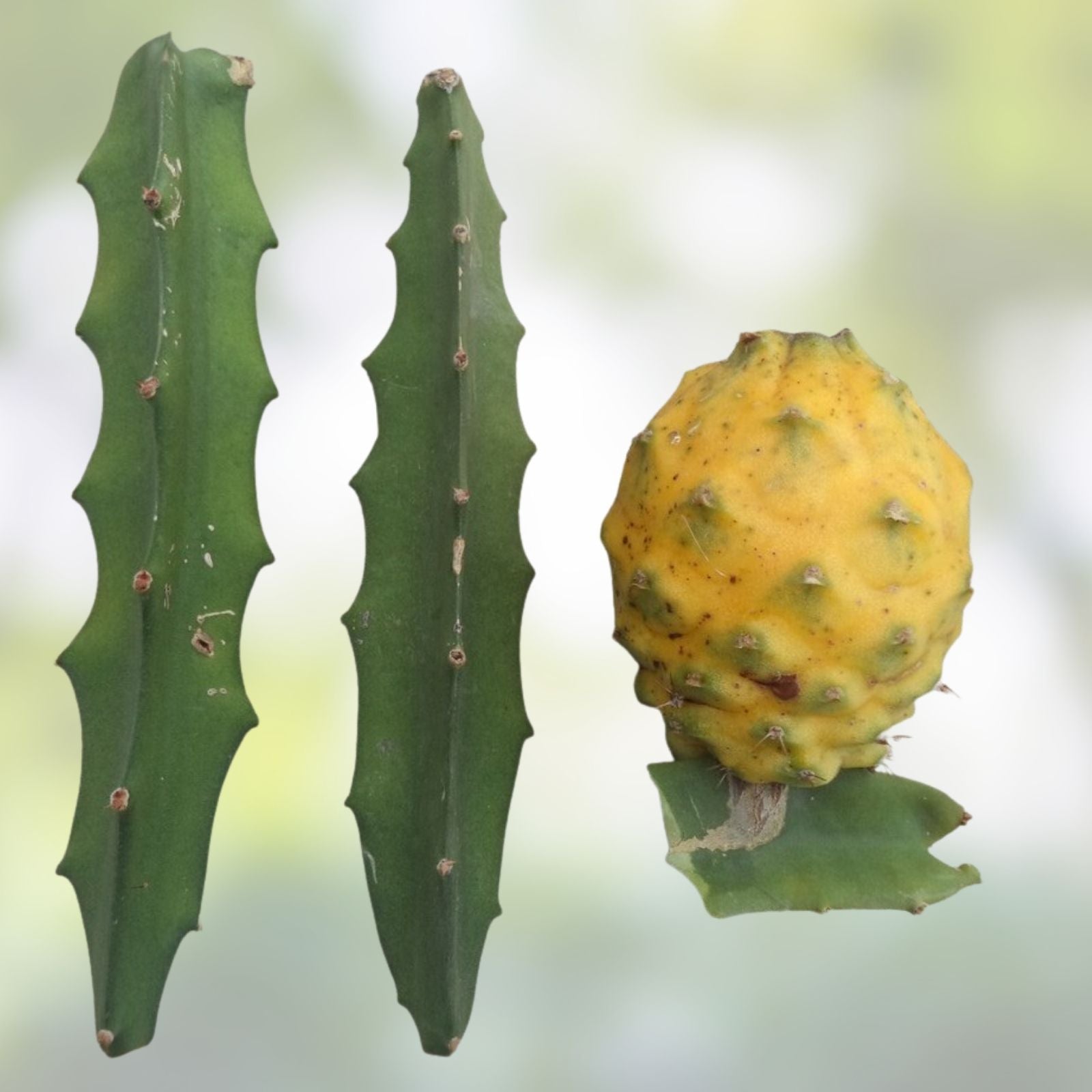 Yellow Dragon Fruit Cutting Palora Variety Live Hylocereus undatus Starter Plant 3-4 Inch