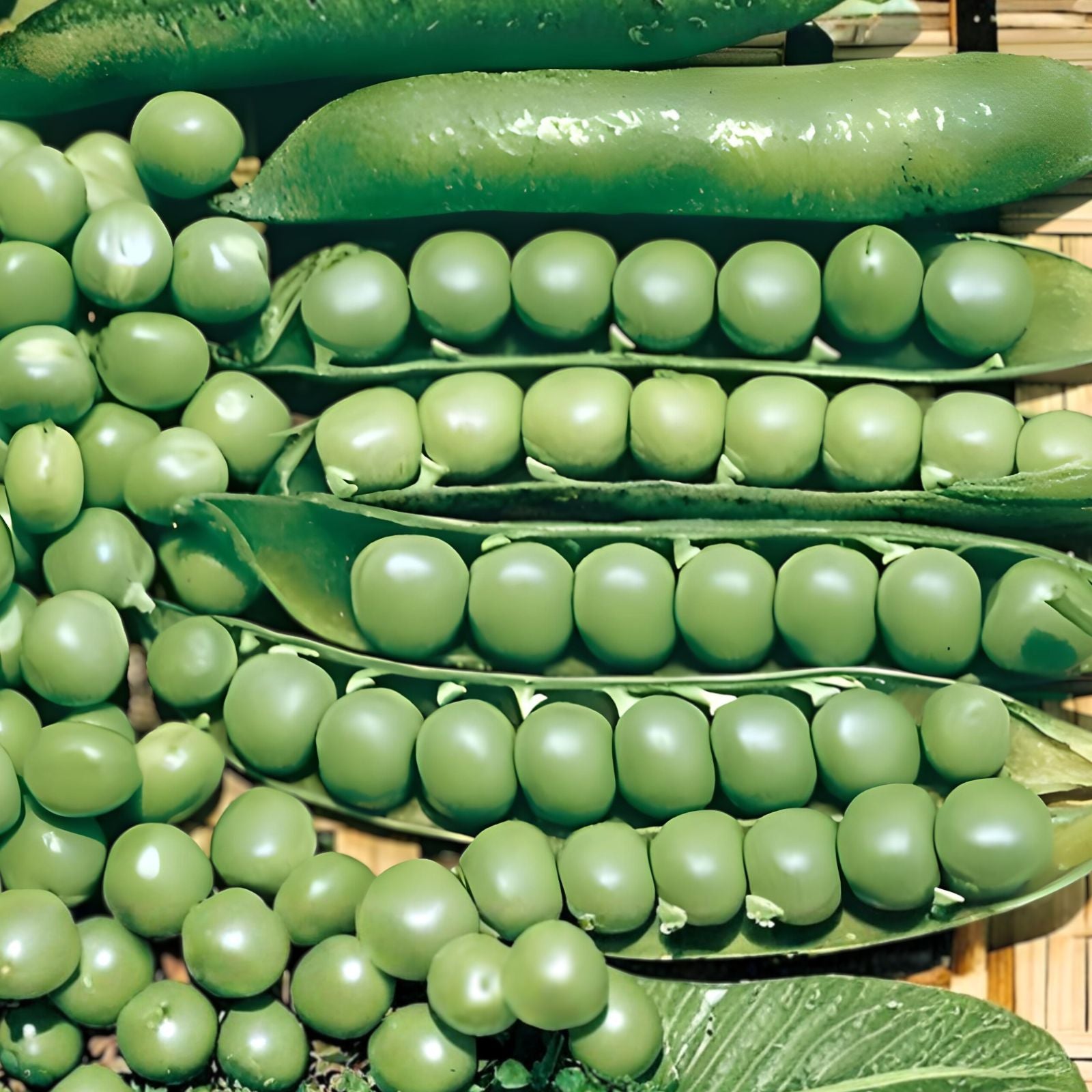 Heirloom Lincoln Pea Seeds 500+ Non-GMO Garden Planting Seeds Pisum sativum Vegetable Seeds
