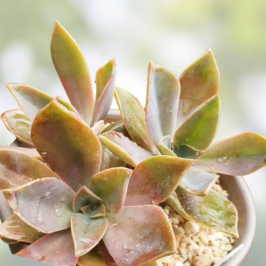 Graptoveria Fred Ives Succulent Plant, 5 Live Leaves for Propagation, Easy Care Houseplant, Crassulaceae, Starter Plant