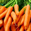 Carrot Seeds Little Finger Variety Non-GMO Daucus carota Vegetable Seeds for Gardening 500+