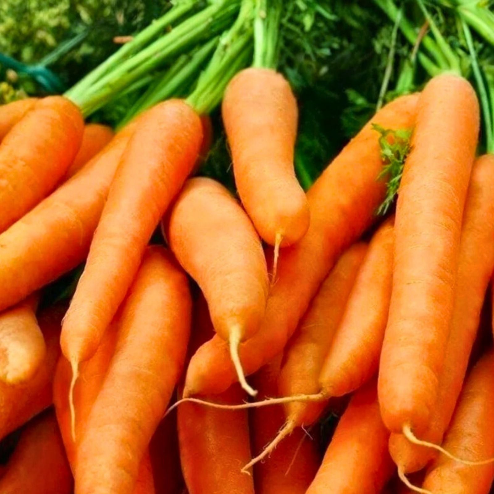 Carrot Seeds Little Finger Variety Non-GMO Daucus carota Vegetable Seeds for Gardening 500+